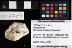 Foto (Objket + Etiketten) von Decapoda indet. 